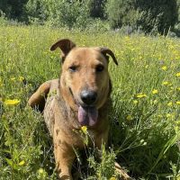 Utah Veterinary Services ico