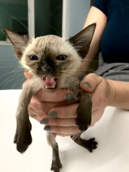 Utah Veterinary Services 3