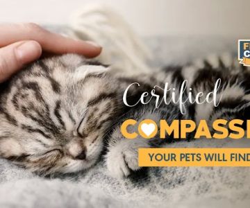 Summit Veterinary Urgent Care