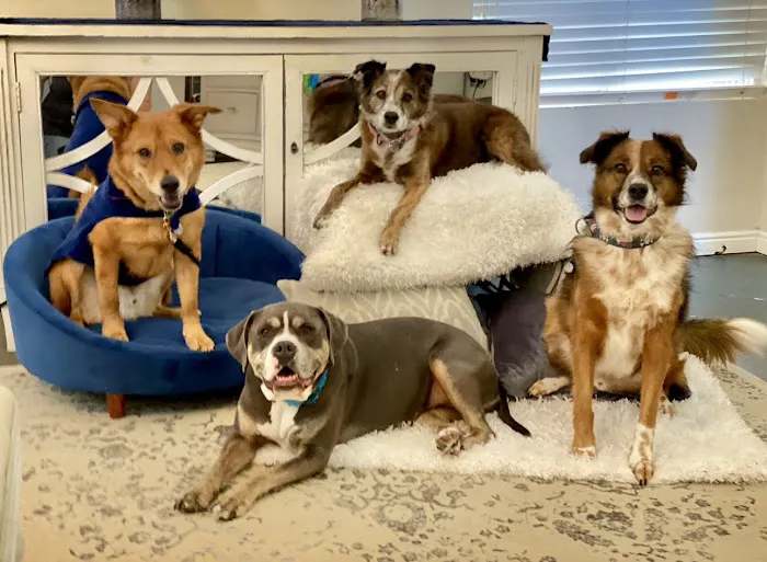 VCA Mountain View Animal Hospital 1