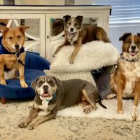 VCA Mountain View Animal Hospital ico
