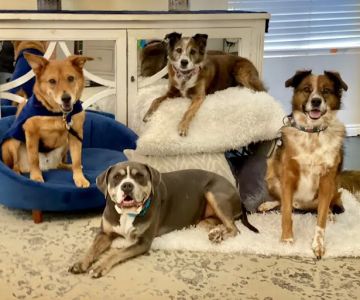 VCA Mountain View Animal Hospital
