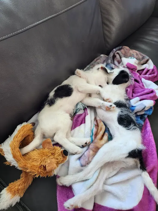 VCA Lakeview Animal Hospital 12