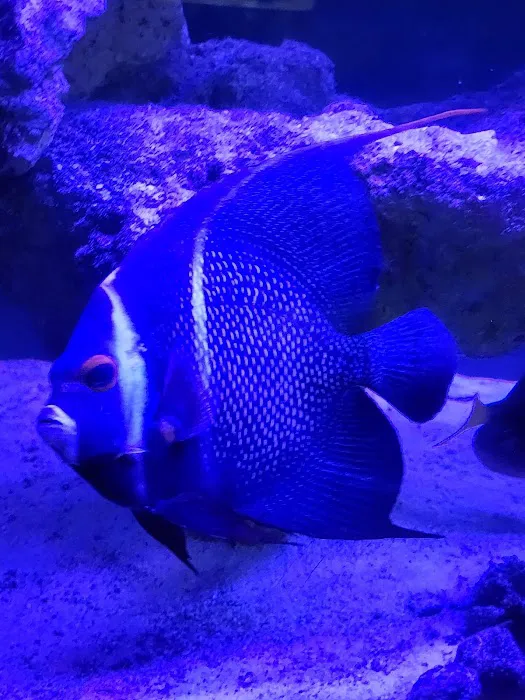 Vero Beach Aquarium at Paradise Pet 12