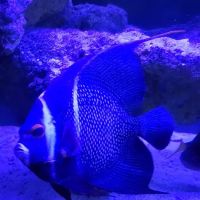 Vero Beach Aquarium at Paradise Pet ico