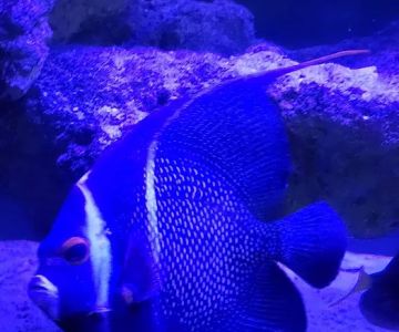 Vero Beach Aquarium at Paradise Pet