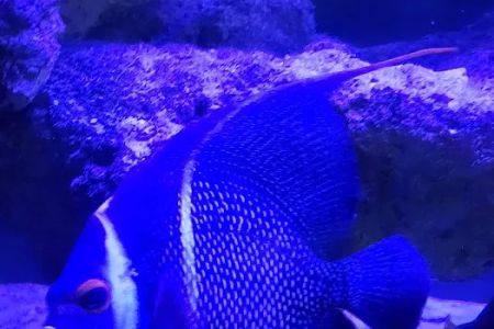 Vero Beach Aquarium at Paradise Pet