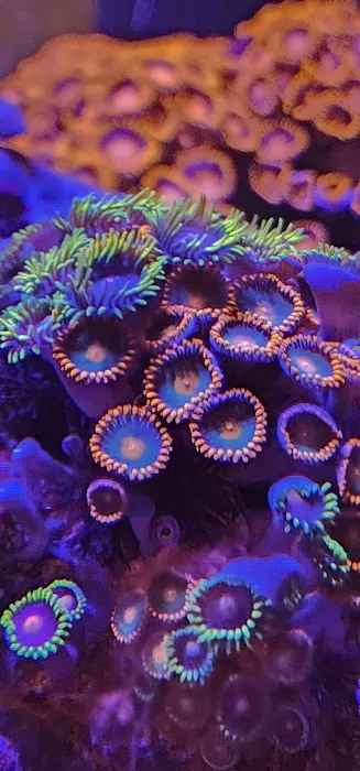 Vero Beach Aquarium at Paradise Pet 12