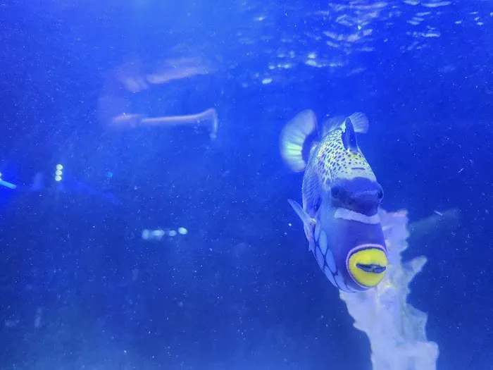 Vero Beach Aquarium at Paradise Pet 12