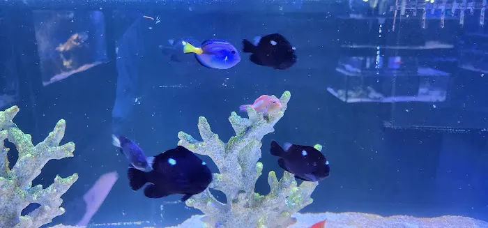 Vero Beach Aquarium at Paradise Pet 12