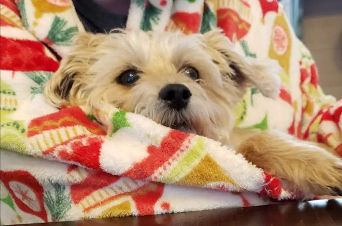 Animal Care Center, A Thrive Pet Healthcare Partner 4