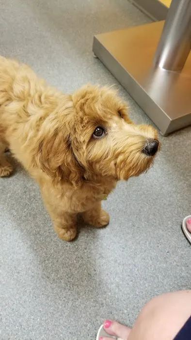 Animal Care Center, A Thrive Pet Healthcare Partner 2