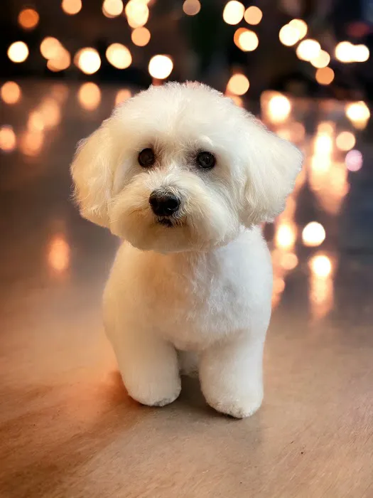 Paradise Pet 12