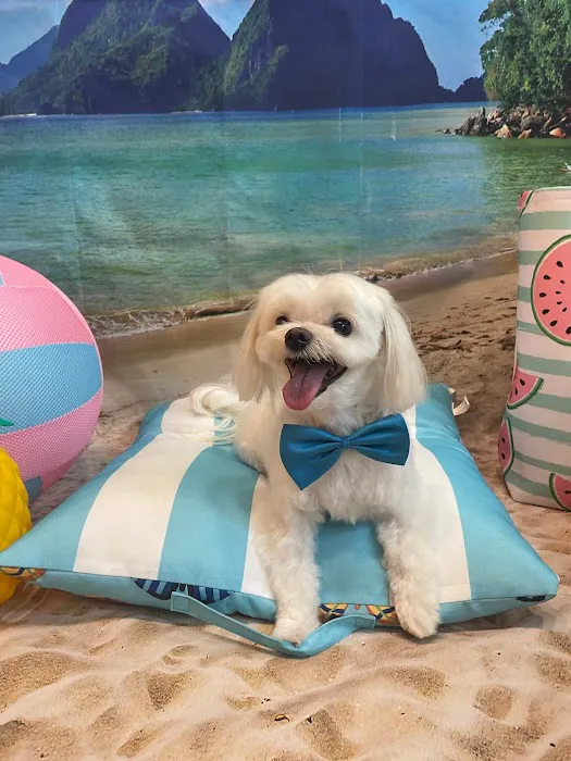 Paradise Pet 12