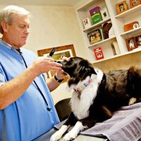 Animal Medical Clinic, A Thrive Pet Healthcare Partner ico