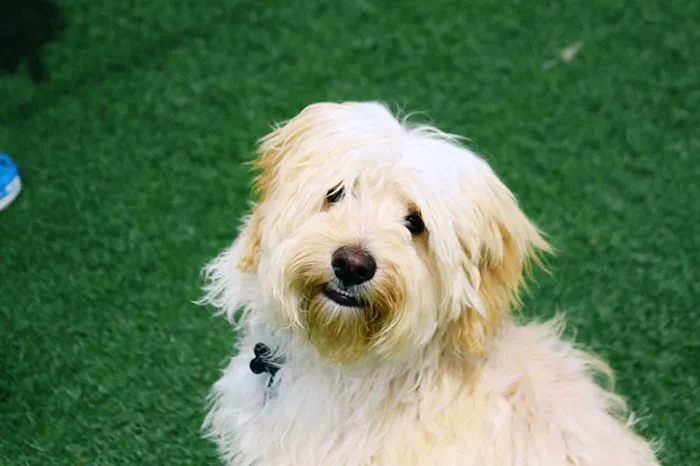 Animal Medical Clinic, A Thrive Pet Healthcare Partner 10