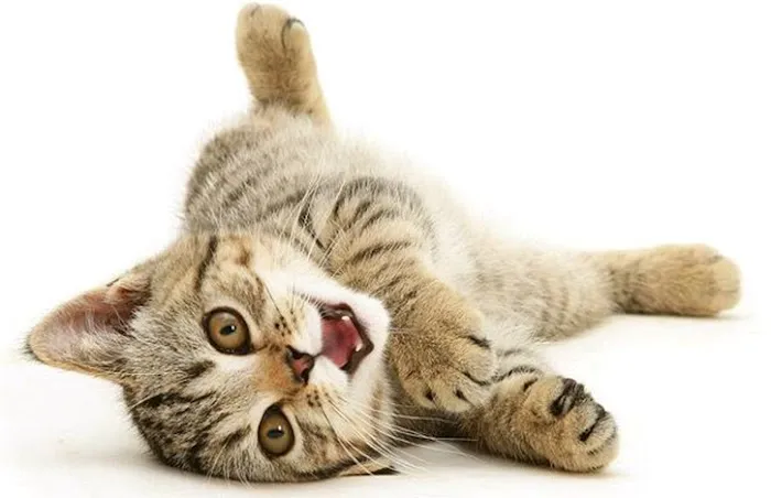 Animal Medical Clinic, A Thrive Pet Healthcare Partner 7