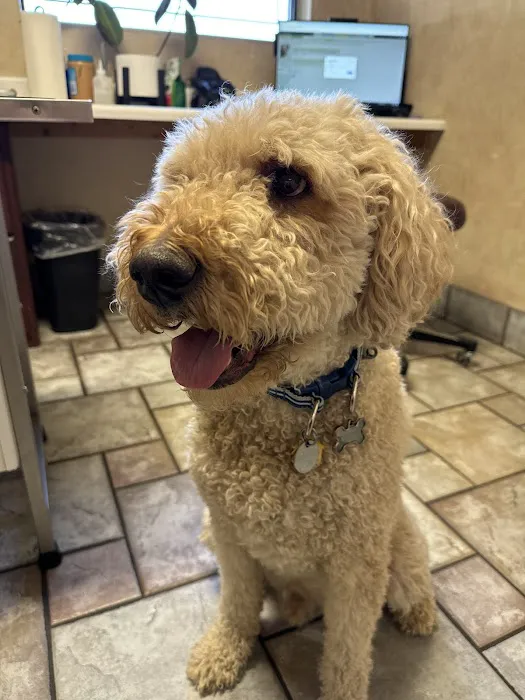 Animal Medical Clinic, A Thrive Pet Healthcare Partner 3