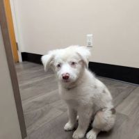 Parrish Creek Veterinary Hospital & Diagnostic Center ico