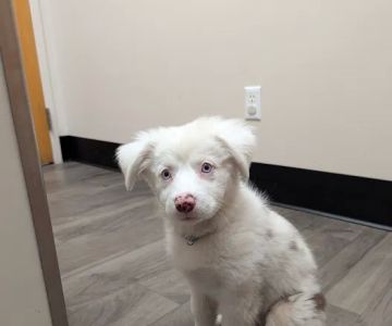 Parrish Creek Veterinary Hospital & Diagnostic Center