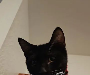 Petco