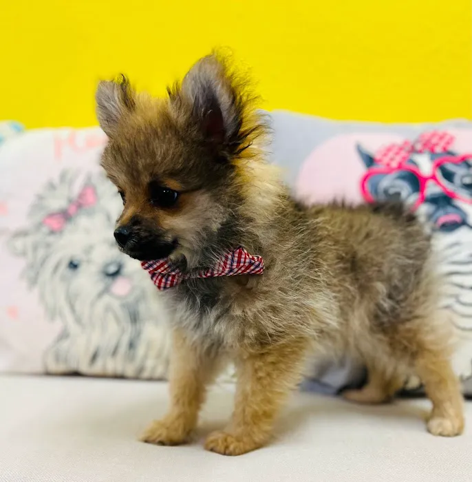 Puppy Boutique of Lake Hamilton 3