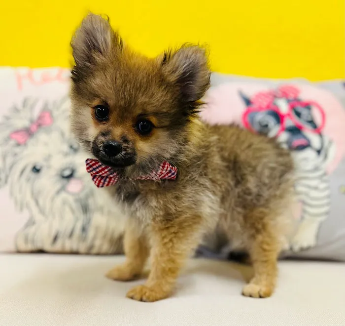 Puppy Boutique of Lake Hamilton 6