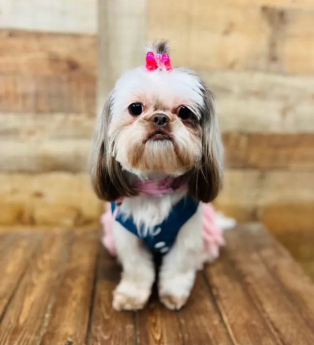 Puppy Boutique of Lake Hamilton 9