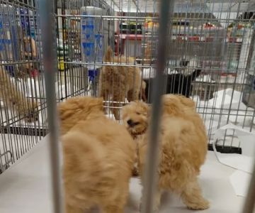Pet World - Auburndale