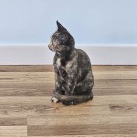 A Gentle Vet ico