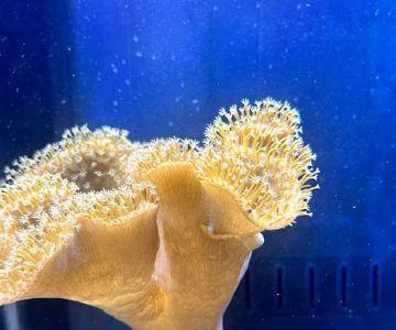 Fishtastic Aquarium