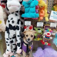 Pet Supermarket ico