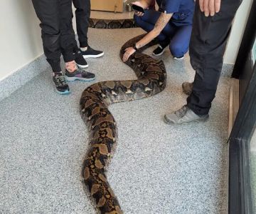 Animal Care Daybreak