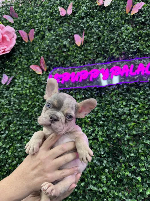 Le'Puppy Palace 4