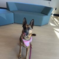 Monarch Veterinary Hospital ico