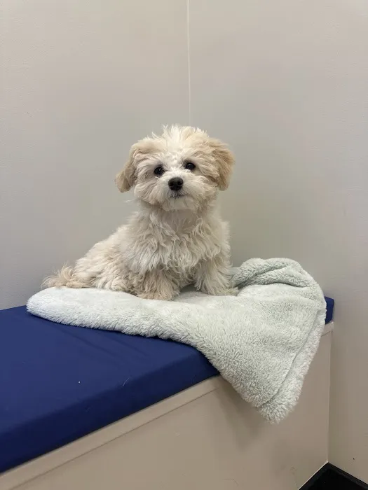 Monarch Veterinary Hospital 4