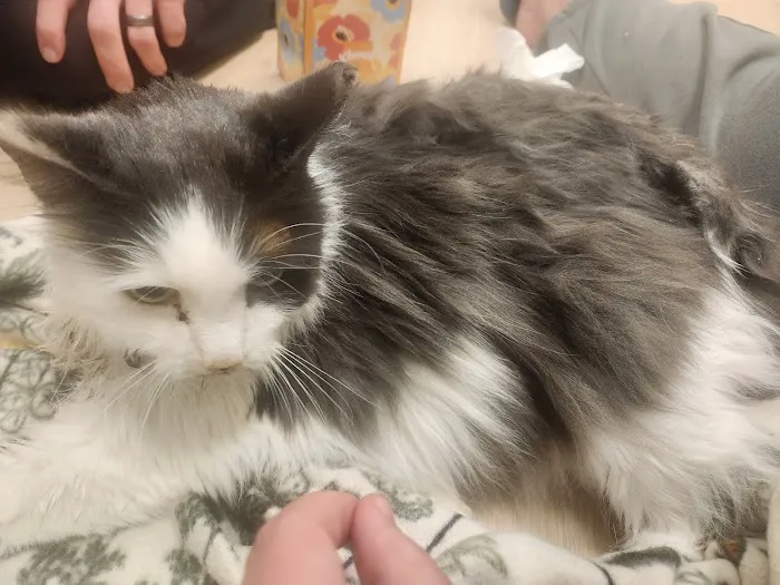 Monarch Veterinary Hospital 5