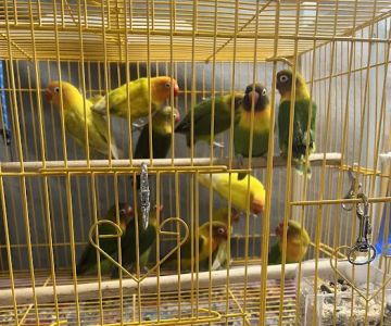 Kingdom Of Pets Inc