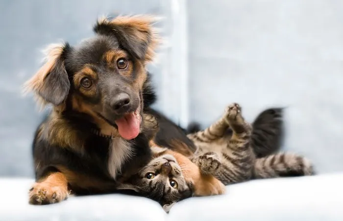 Petcare Animal Hospital 3