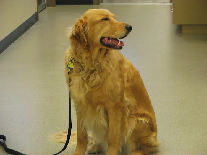Petcare Animal Hospital 8