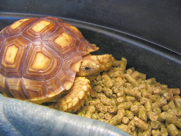 Petcare Animal Hospital 9