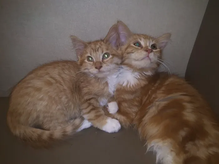 Petcare Animal Hospital 2