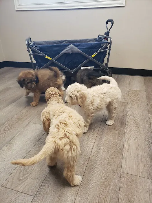 Petcare Animal Hospital 4