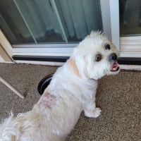 Sun City Animal Hospital ico