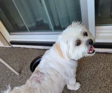 Sun City Animal Hospital
