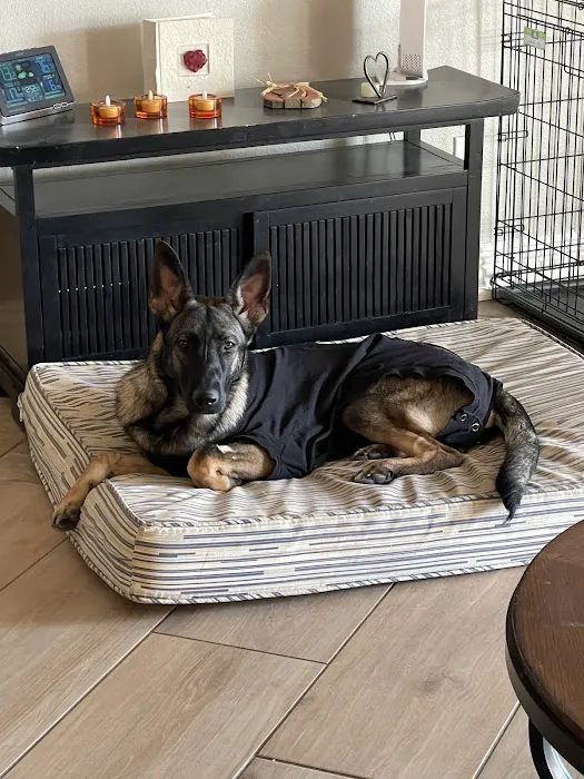 South Shores Animal Hospital 2