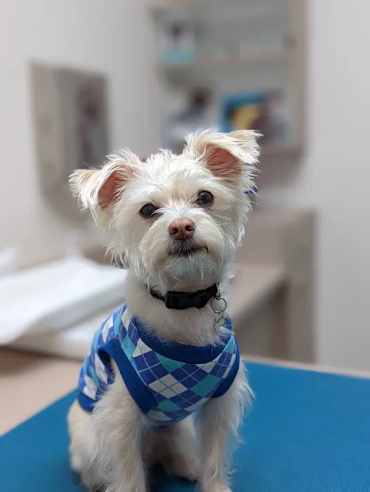 South Shores Animal Hospital 1