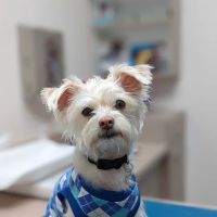 South Shores Animal Hospital ico