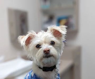 South Shores Animal Hospital