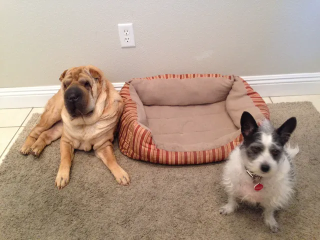 South Shores Animal Hospital 6
